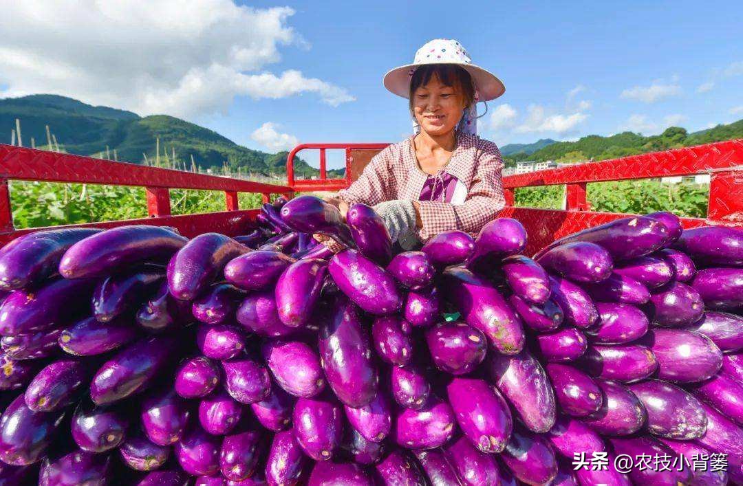 大田作物换茬有什么好处,什么叫轮茬种植