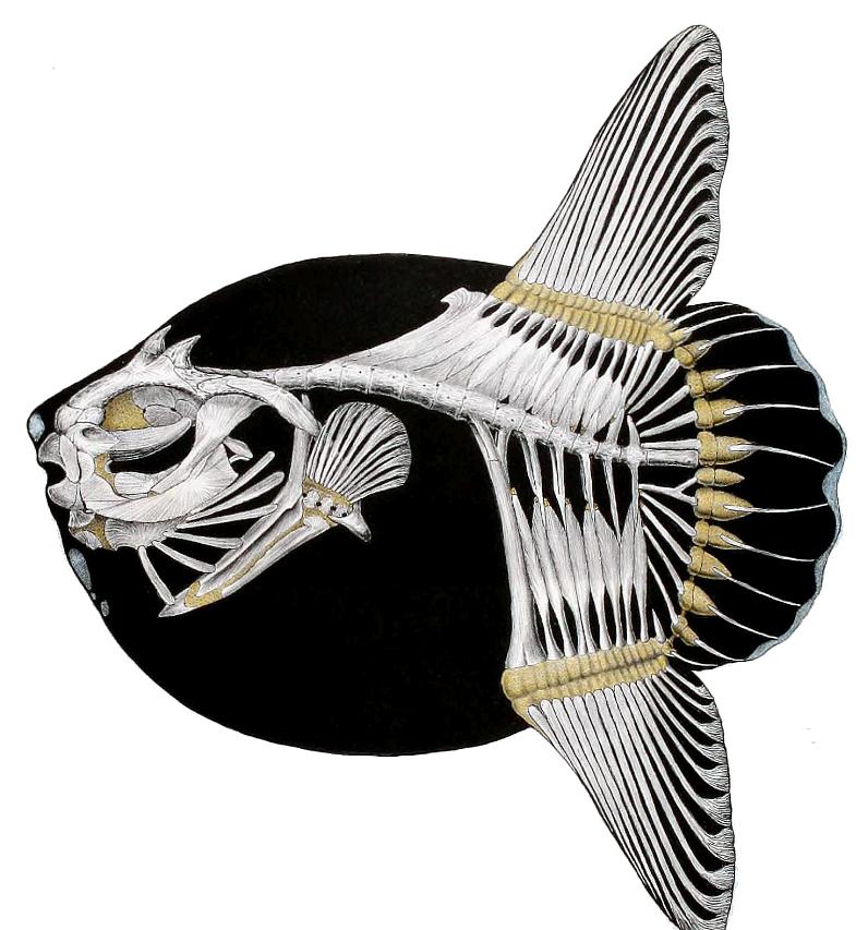 海中翻车鱼,海洋自助餐翻车鱼