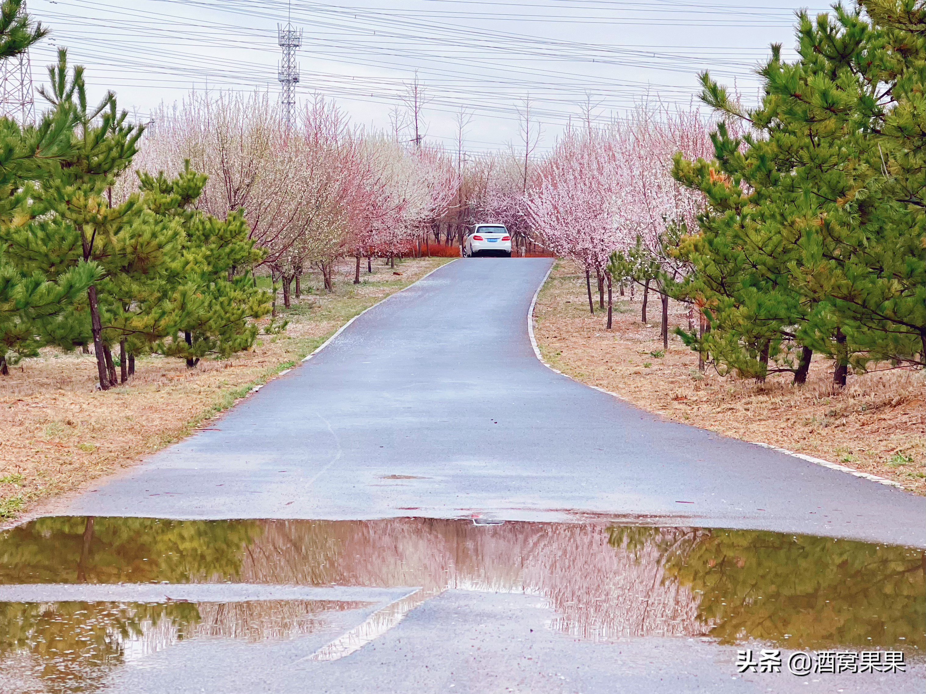大连湾体育公园，十里桃花，不要门票停车免费还可露营遛娃