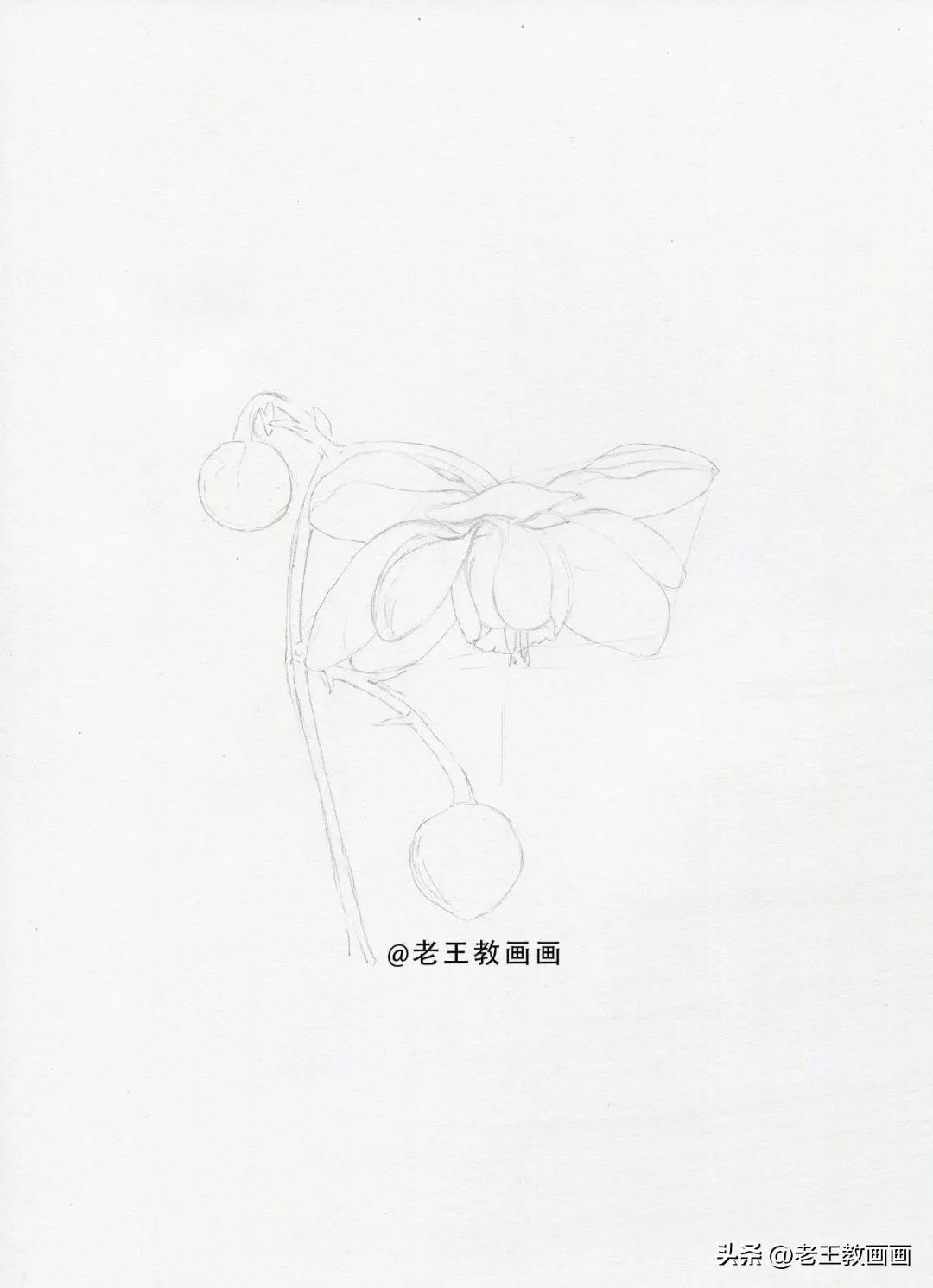 彩铅花卉画教程,零基础怎么画彩铅苹果