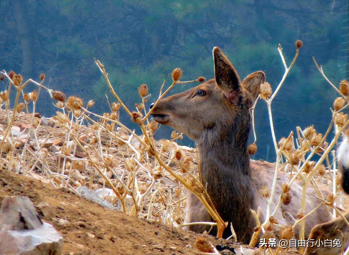 大兴野生动物园猛兽体验,走进野生动物园探索神奇大自然