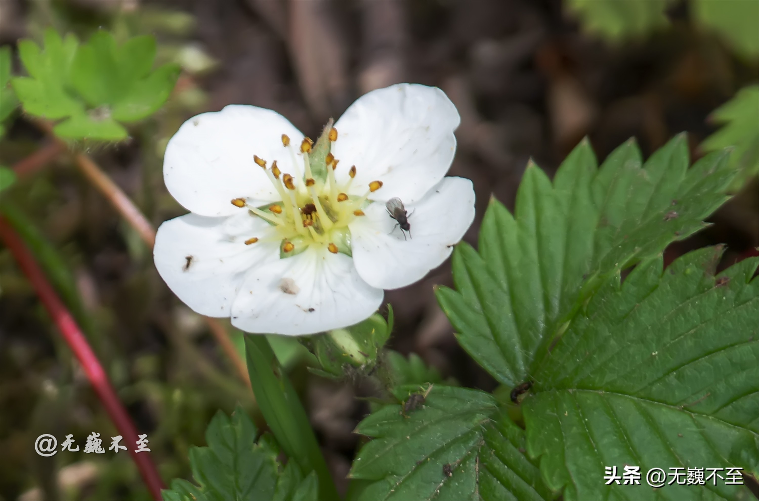 九顶归来不看花，但是这些花名你知道吗？科普一下不就认识啦