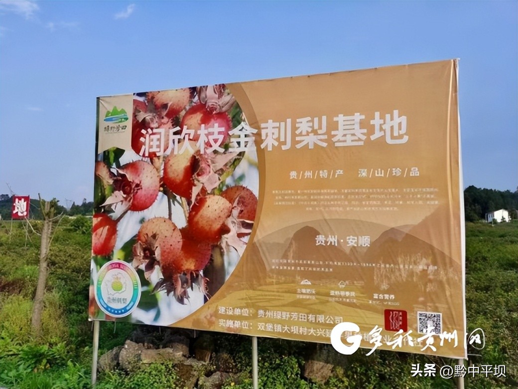 贵州刺梨小吃,贵州最好喝的刺梨