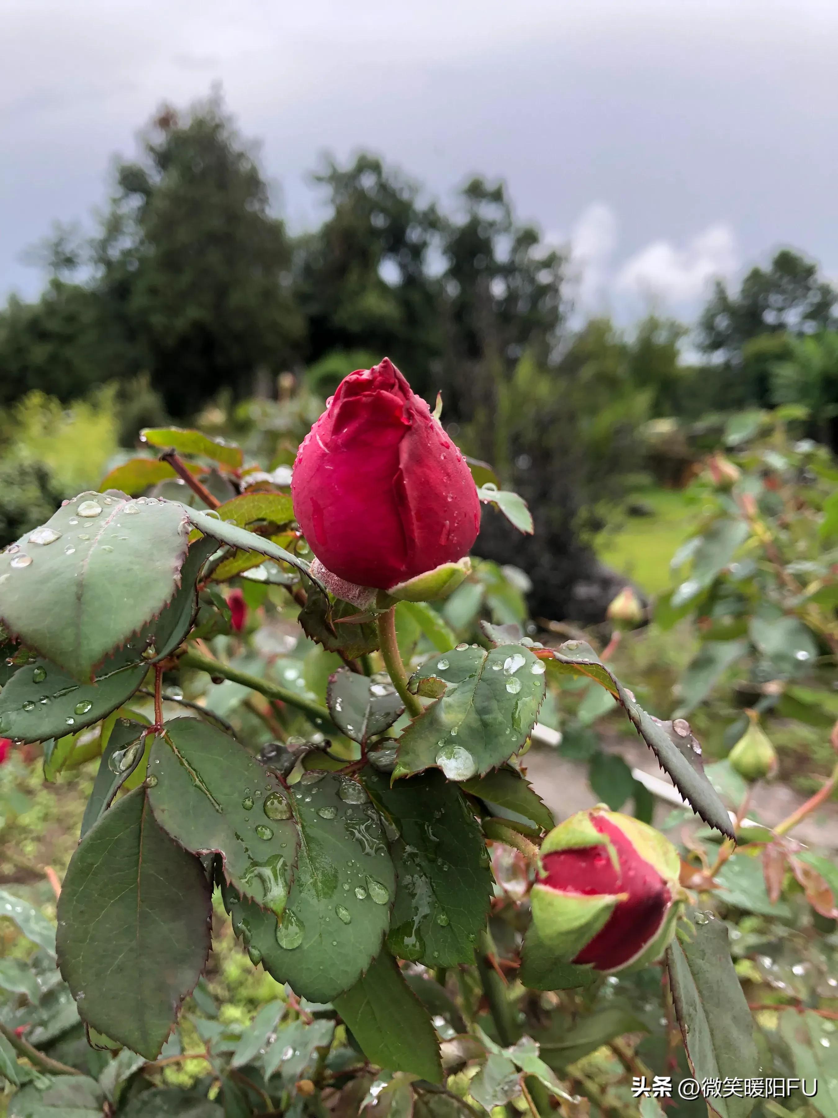 品尝墨红玫瑰,娇艳动人免费阅读