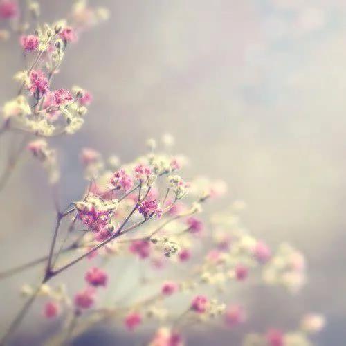 超清手机壁纸8k全面屏唯美,手机壁纸荷花高清唯美图片