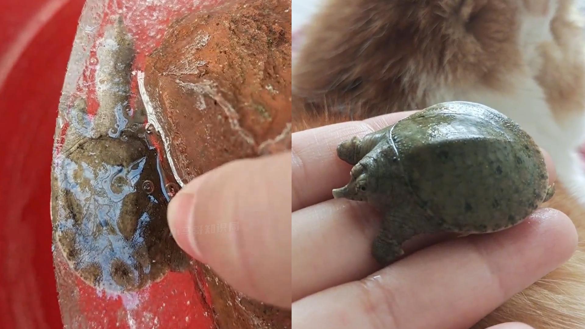 甲鱼冷冻多久可以复活,冰冻的一个月的甲鱼能否复活