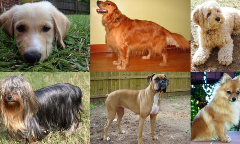 狗狗不听话如何惩罚让它快速听话,主人强制压制猫咪不准动