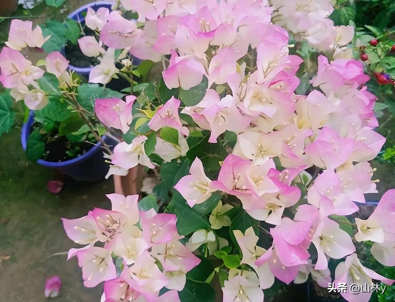 五颜六色的花朵养眼舒心,灵动秀美的花朵图片