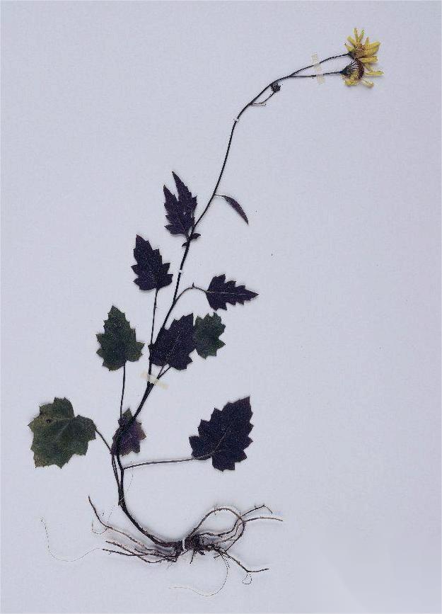 《神农识药》清热解毒药之千里光