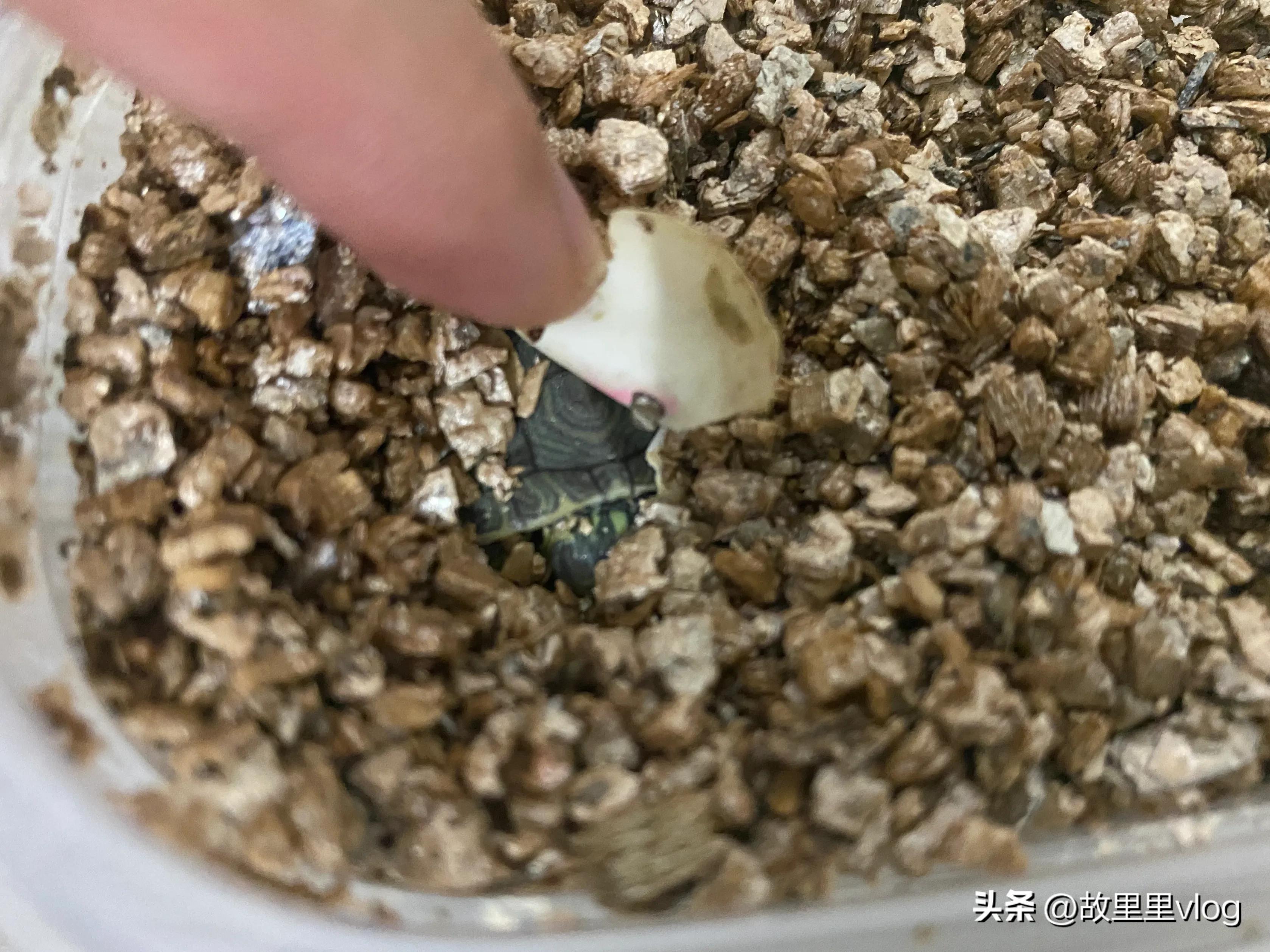 买了两只小乌龟现在长得特别大,乌龟长到几厘米开始生蛋