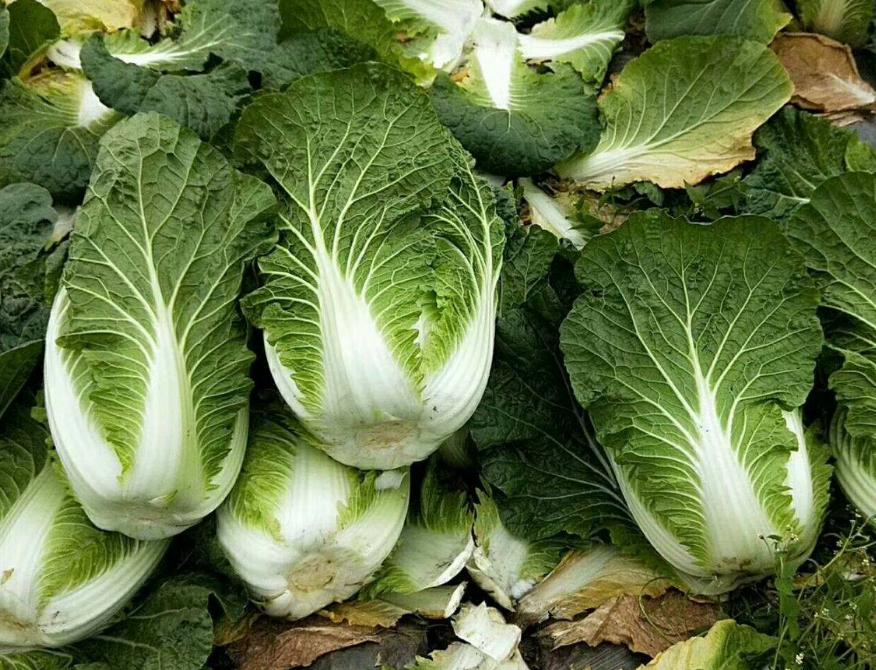 舞台上舔手摸*体下**，韩国人气女爱豆校庆表演被骂不堪入目？