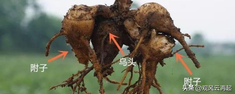 中医扶阳八法,中医中的扶阳有哪些药