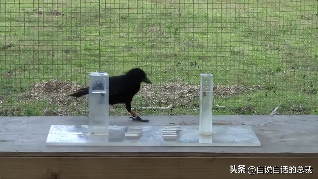 乌鸦为什么是外星人,外星人至今还未出现的5大原因