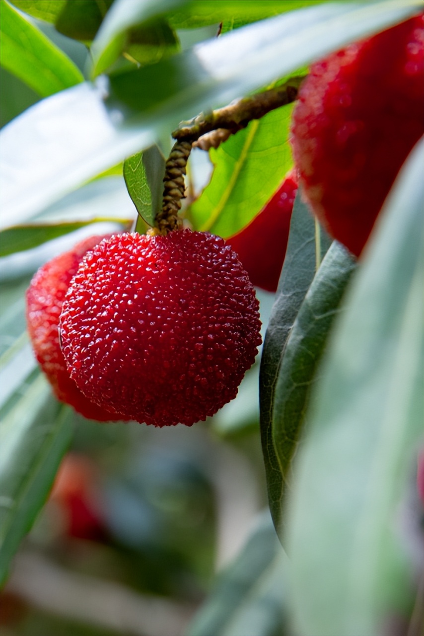 “min”甜爆汁！西瓜、蓝莓、桃子......彭州今夏水果新鲜开摘喽