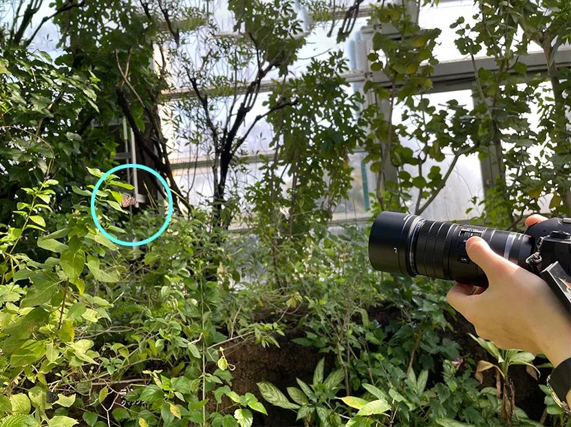 微距微观世界摄影作品,微距拍摄最佳作品