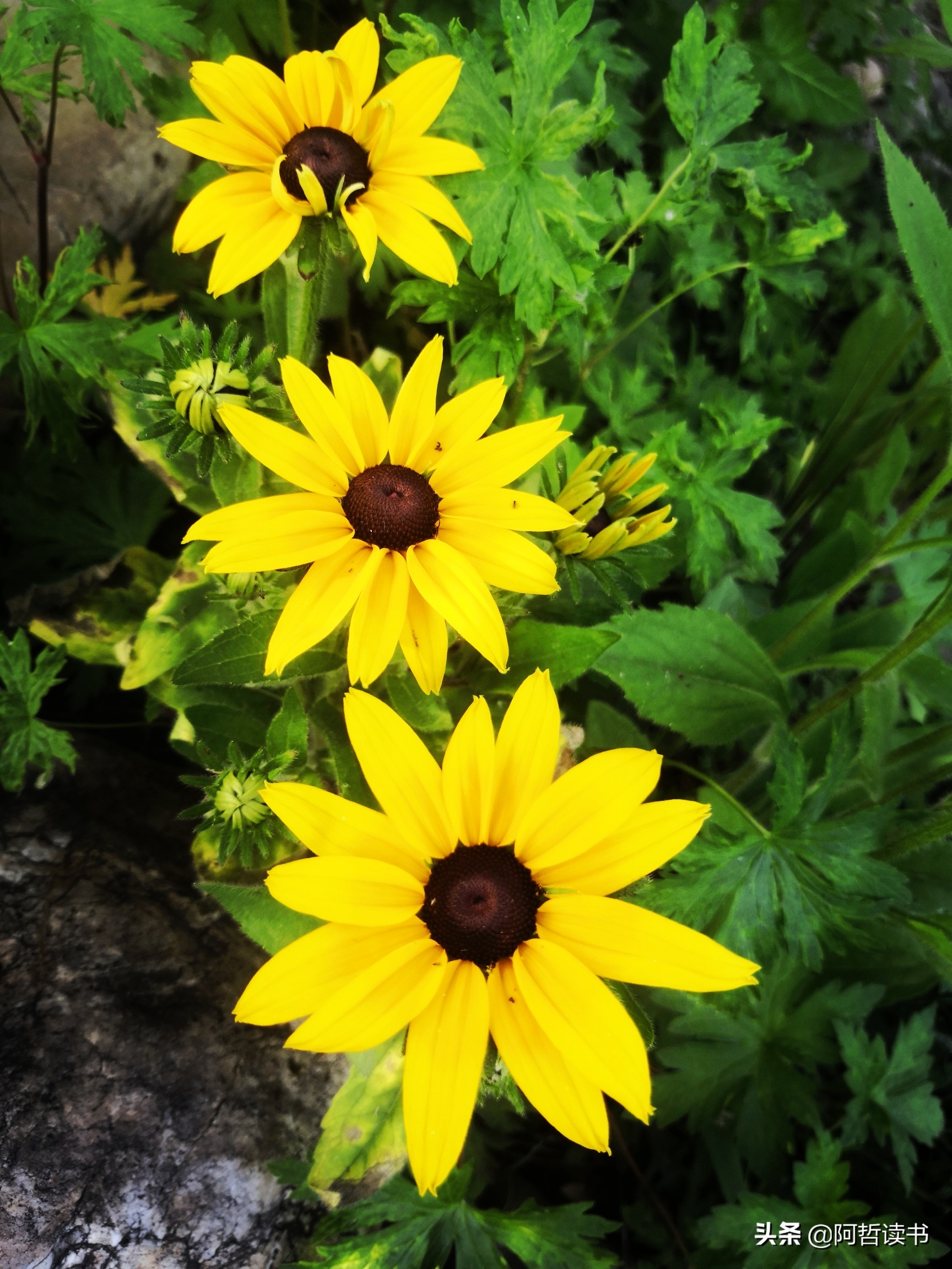 黑心金光菊:花名不雅,花姿灿烂,菊花里独特耀眼的一款