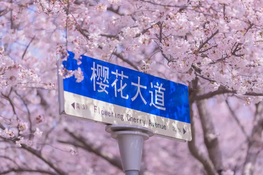 疫情快过去吧，我不想错过这座海滨老城的春天