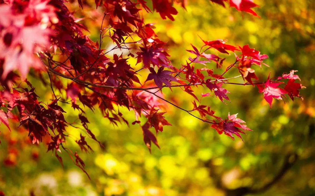 花园适合种的植物,在花园种植哪些植物比较适合