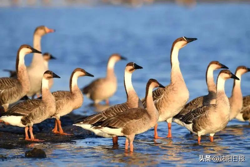 鍐娌堥槼娓哥帺鏀荤暐,娌堥槼娓哥帺涓夊ぉ鏀荤暐