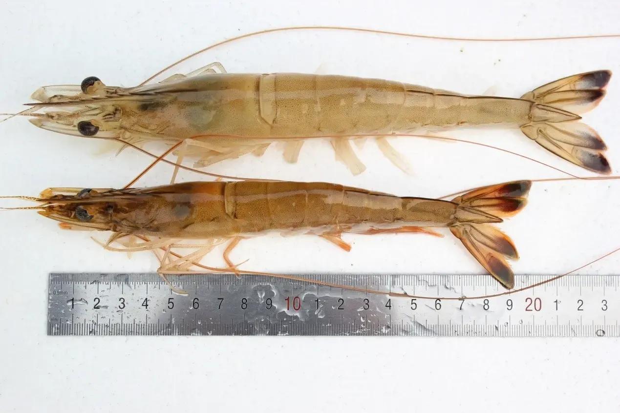 海鲜种类排名前十有哪些,十种海鲜排行榜最新