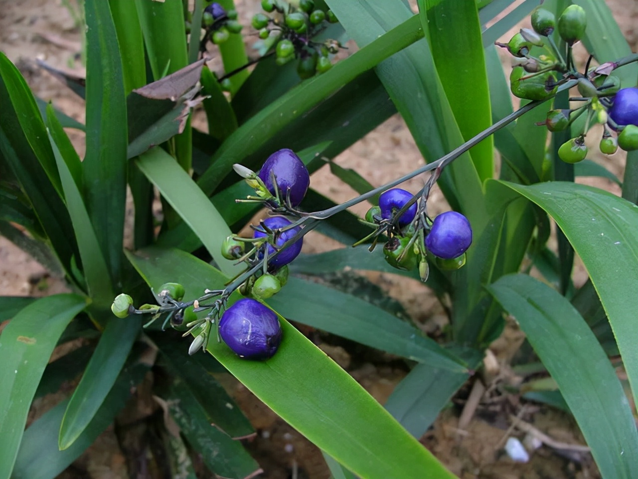 常见有毒花千万别碰,世上有毒的花和植物