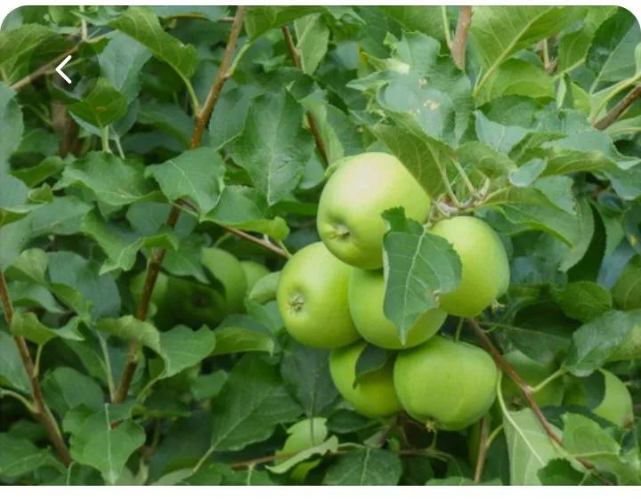 青苹果免费在线看电影,青苹果高清免费观看完整