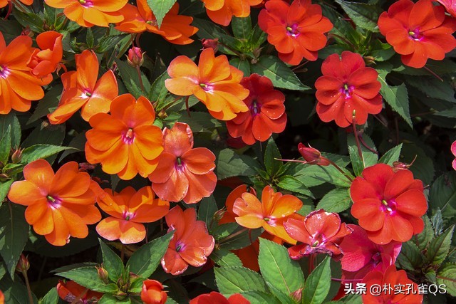 凤仙花种子,凤仙花怎么养