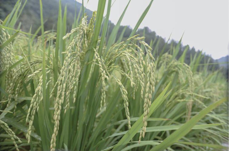 乾隆御赐酒真品图片大全,乾隆宫廷贡酒