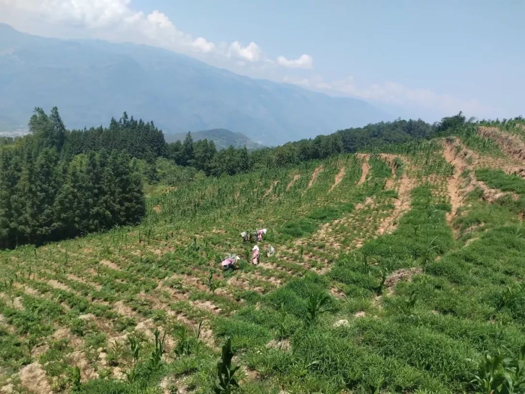 小魔芋成为村里致富新魔力,成县魔芋产业致富增收显魔力