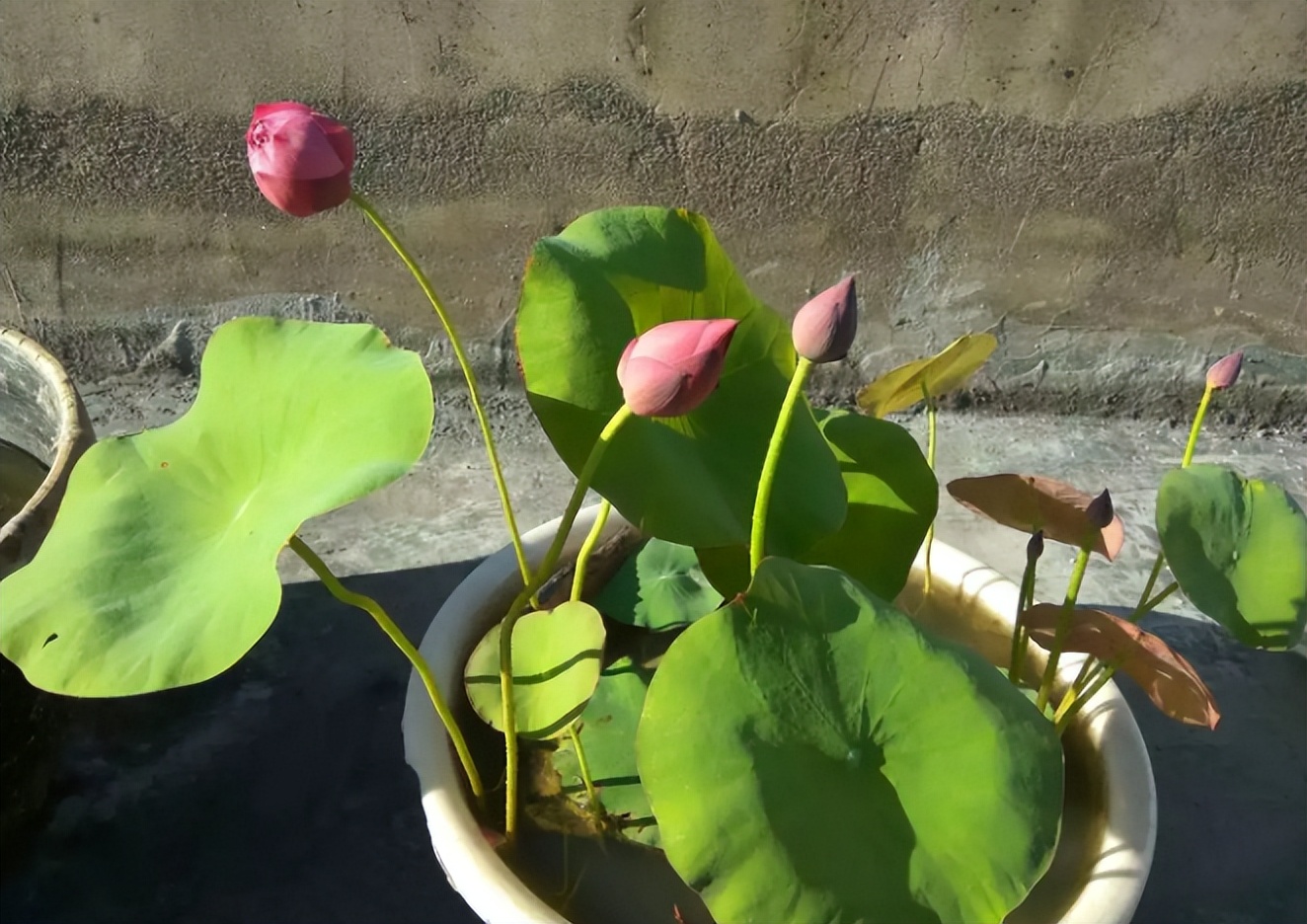 新手碗莲种不好教你一个小技巧,碗莲种藕多久开花