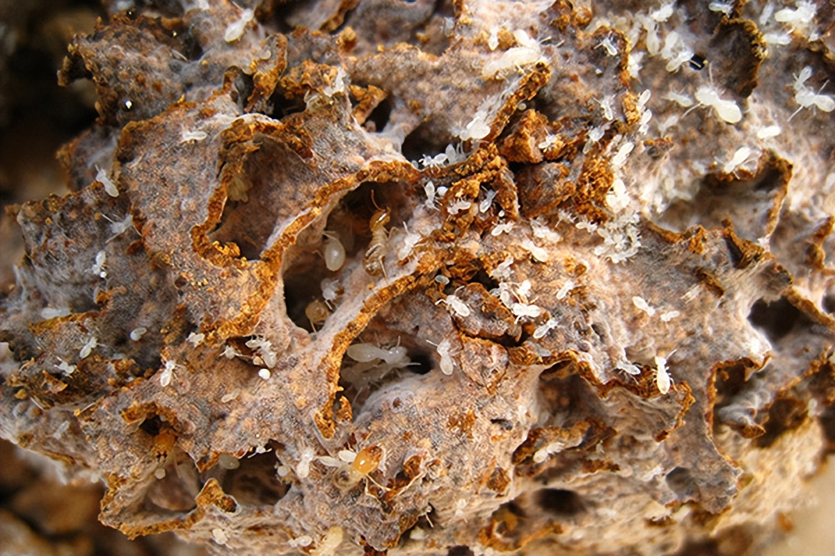 闽侯白蚁防治中心怎么治理白蚁,福清白蚁防治中心怎么治理白蚁