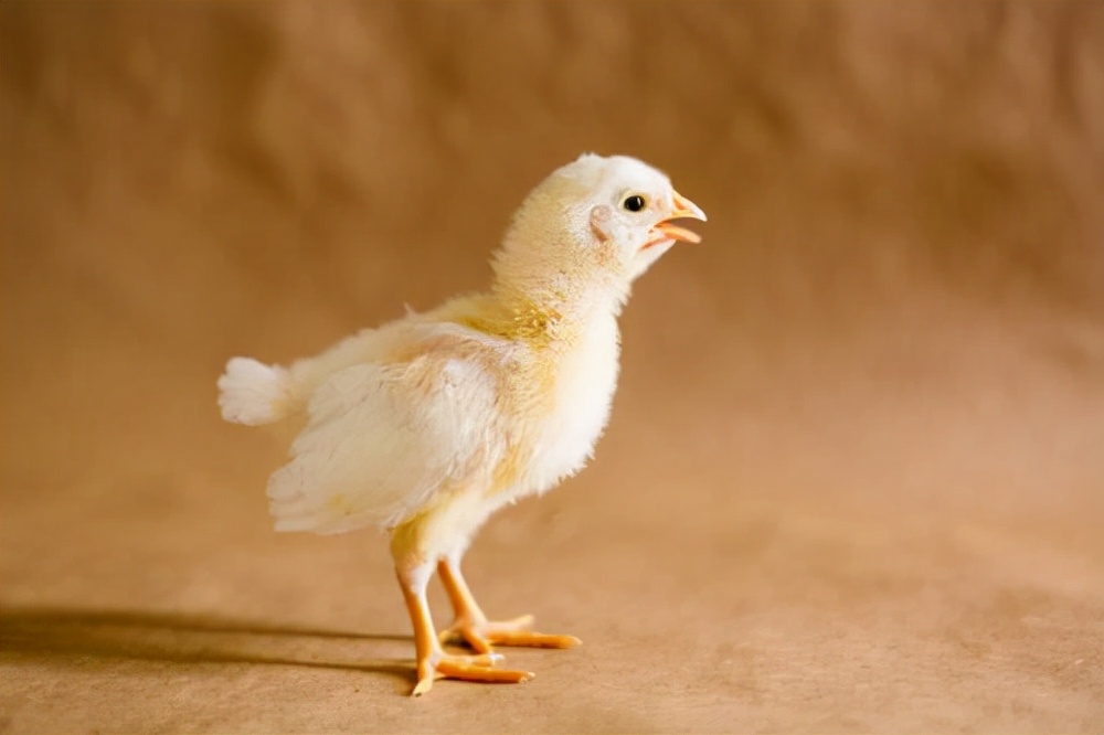 鸡肉含激素对人身体有什么危害,鸡肉里的激素有害吗