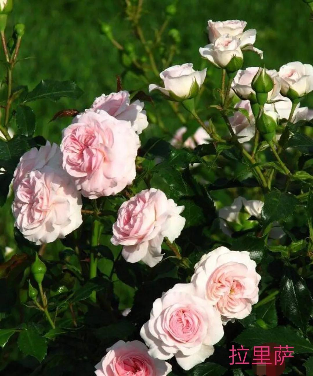 切花月季经典品种推荐,奥斯汀十大切花月季品种