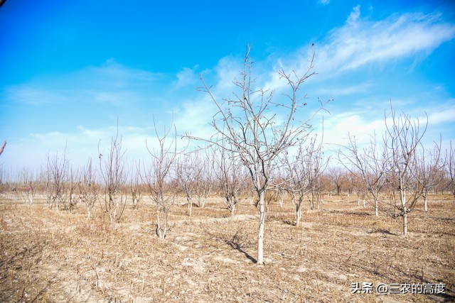 核桃的病虫害防治打什么药,核桃病虫害怎么防治
