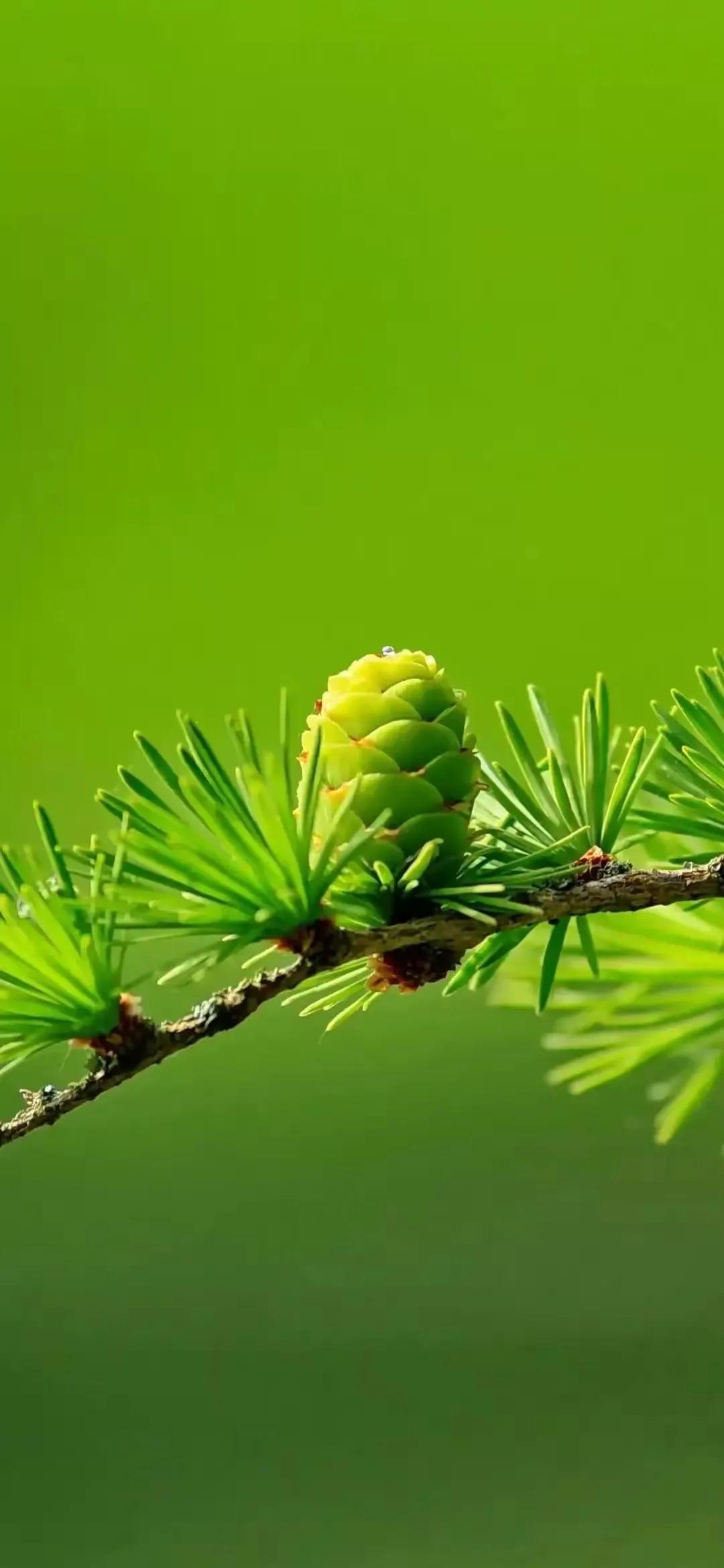 华为壁纸绿色护眼图片大全高清,绿色护眼壁纸高清全屏手机锁屏