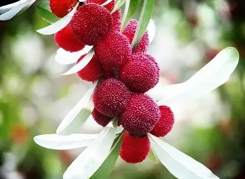 南方十大好吃水果有哪些,南方十大水果