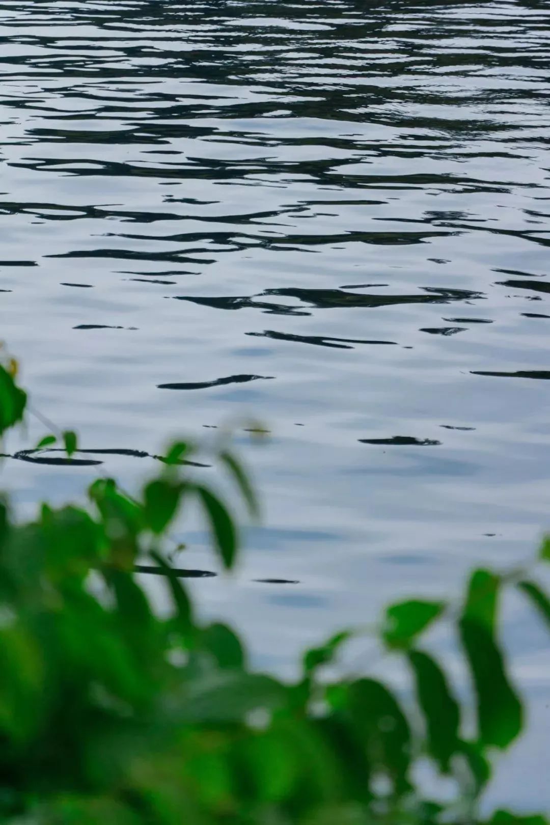 深圳十条景美徒步路线推荐,深圳水库徒步路线图