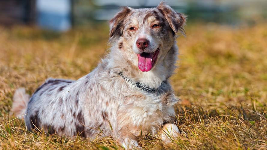 哪种宠物狗长寿又好养,盘点6种长寿狗不妨入手养一只吧