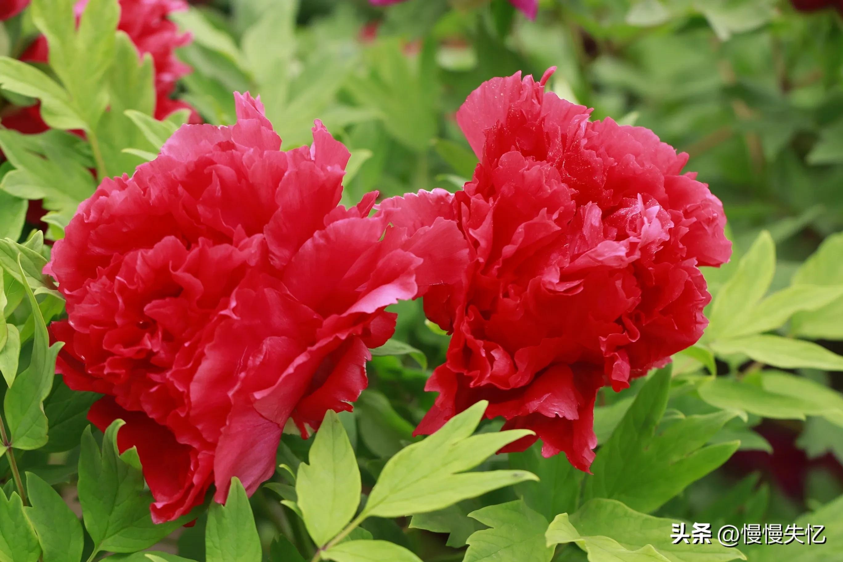 历代咏牡丹花诗词大全,关于牡丹花的古诗刘禹锡