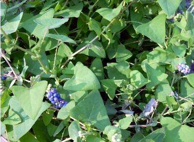 农村13道特色美食,13道农村特色美食