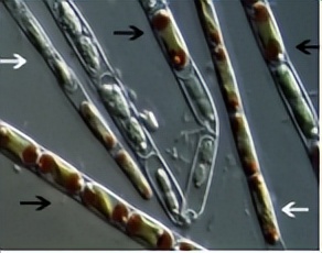 浮游植物增加会水质富营养化吗,浮游植物对水体起哪些作用