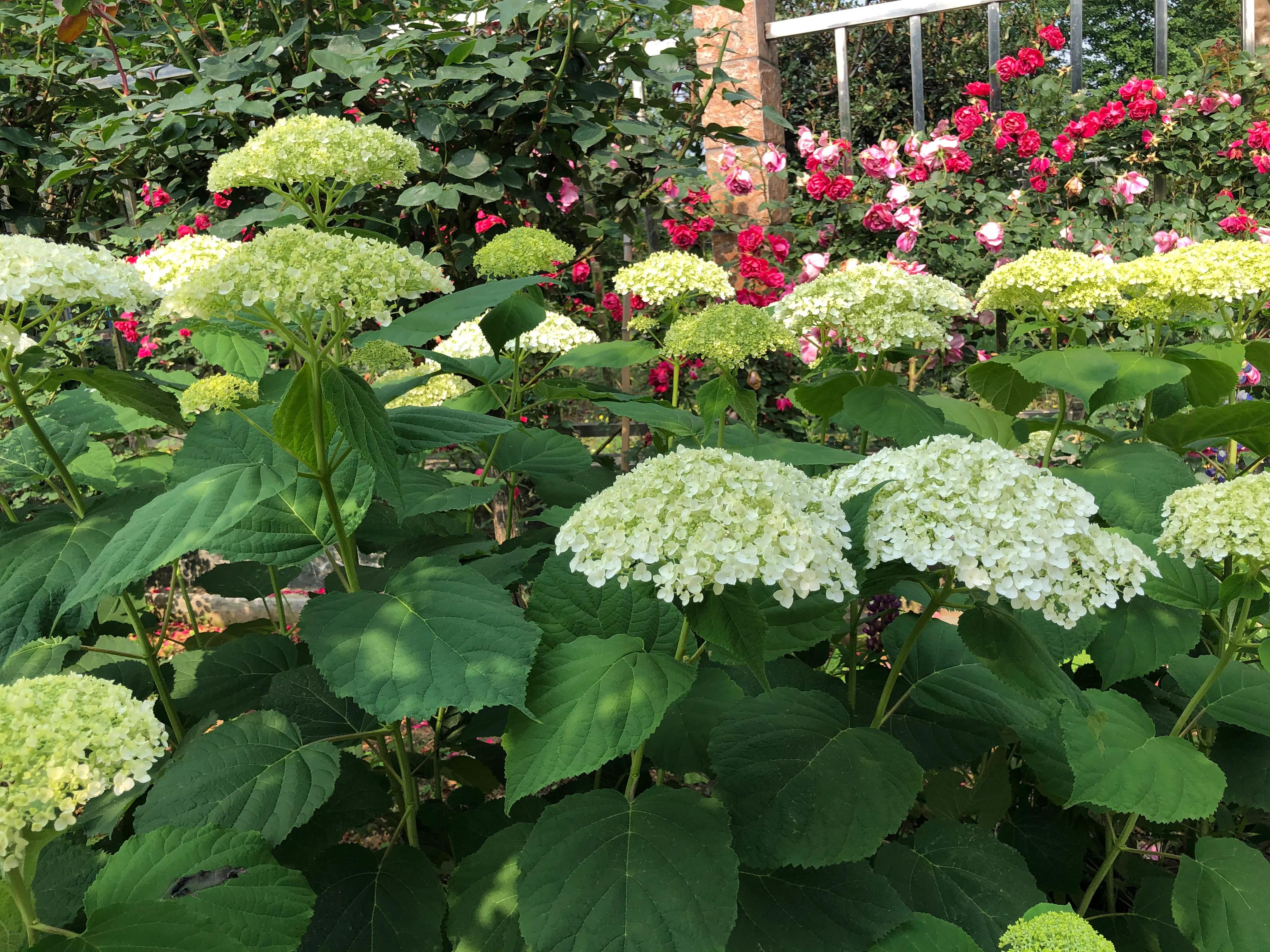 我在花园里种下种子,我在花园里种一棵小树