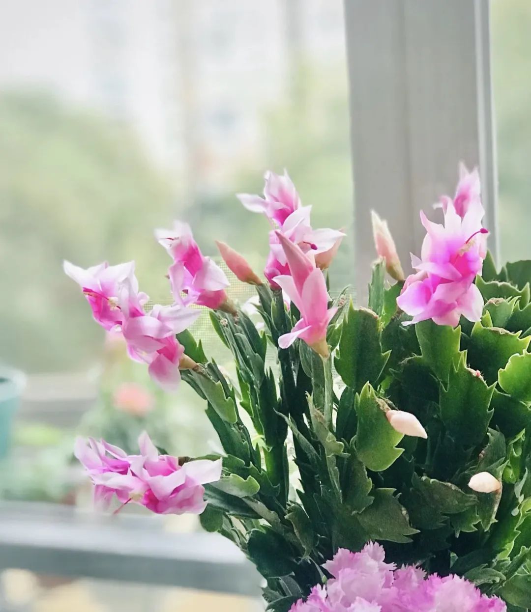 十种不适合浇水的花,长期缺水的花如何浇水