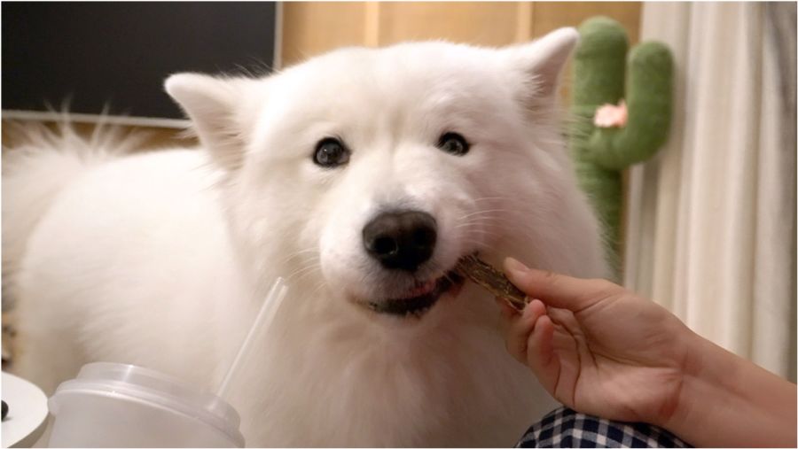 萨摩耶的优点和缺点黑色,萨摩耶的十大优点