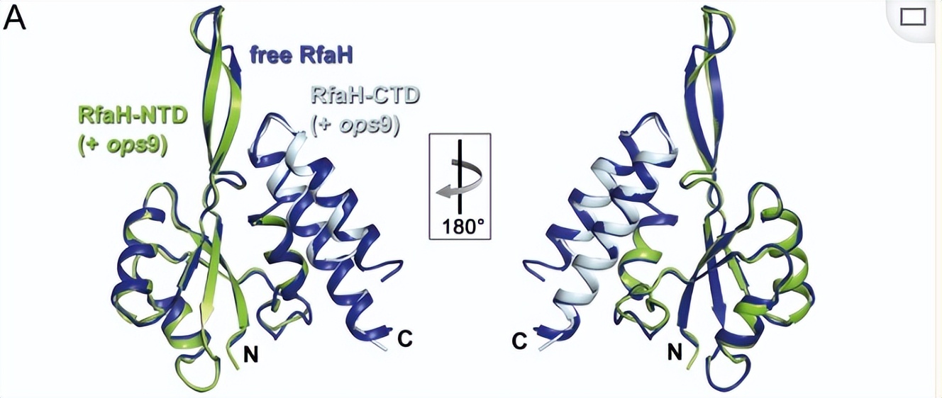 使用通过开环复分解（romp）途径衍生的抗菌聚合物检测细菌