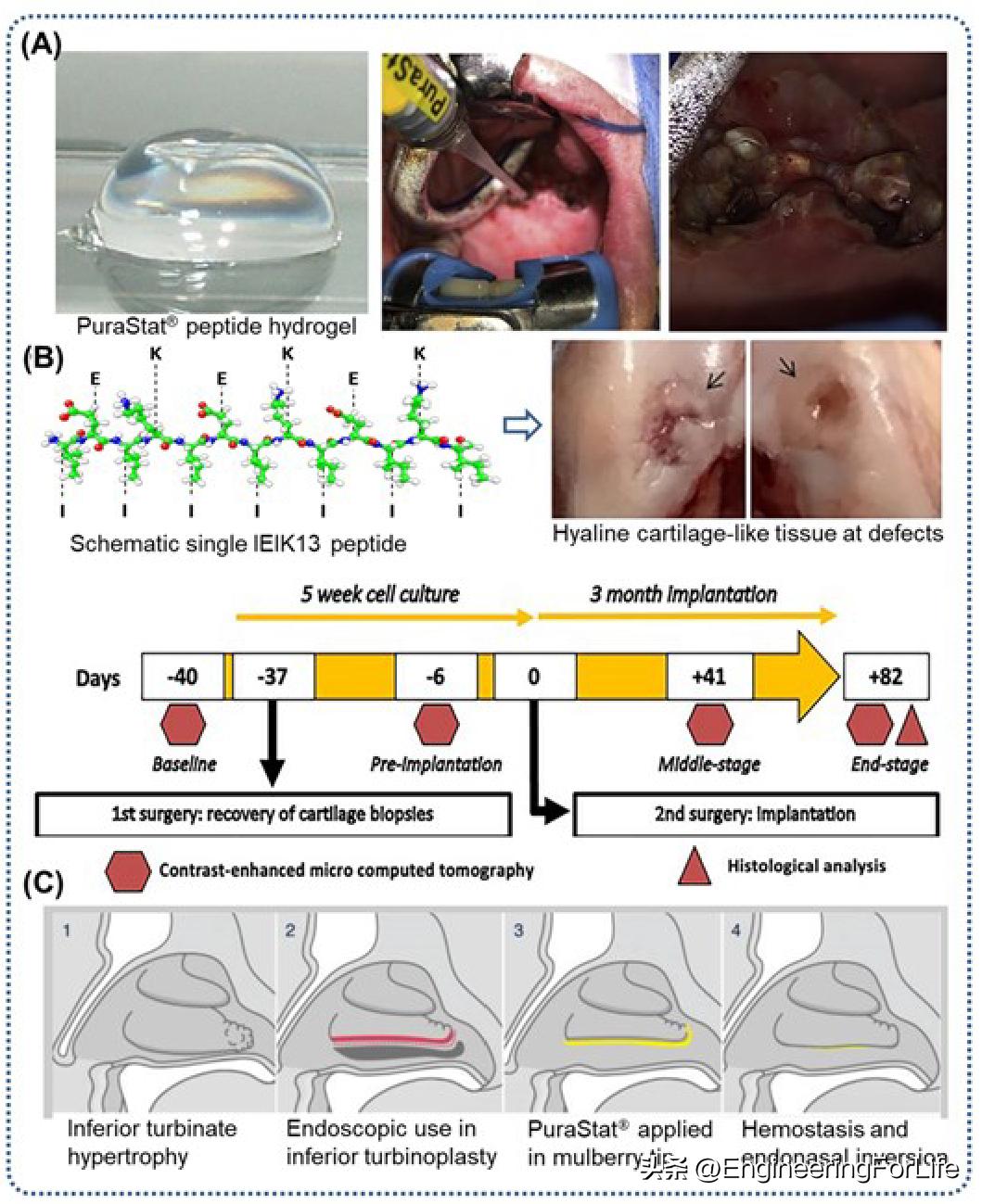 基于dSAP生物材料的纳米止血剂--从实验室到临床的科学之路