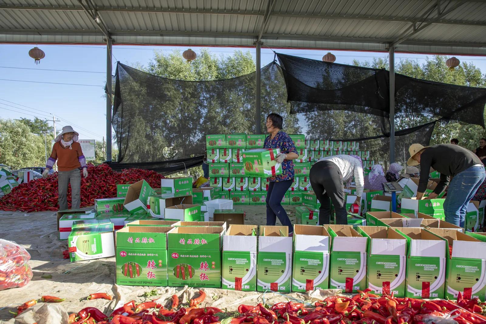 隆德农业,合作社带动群众致富增收