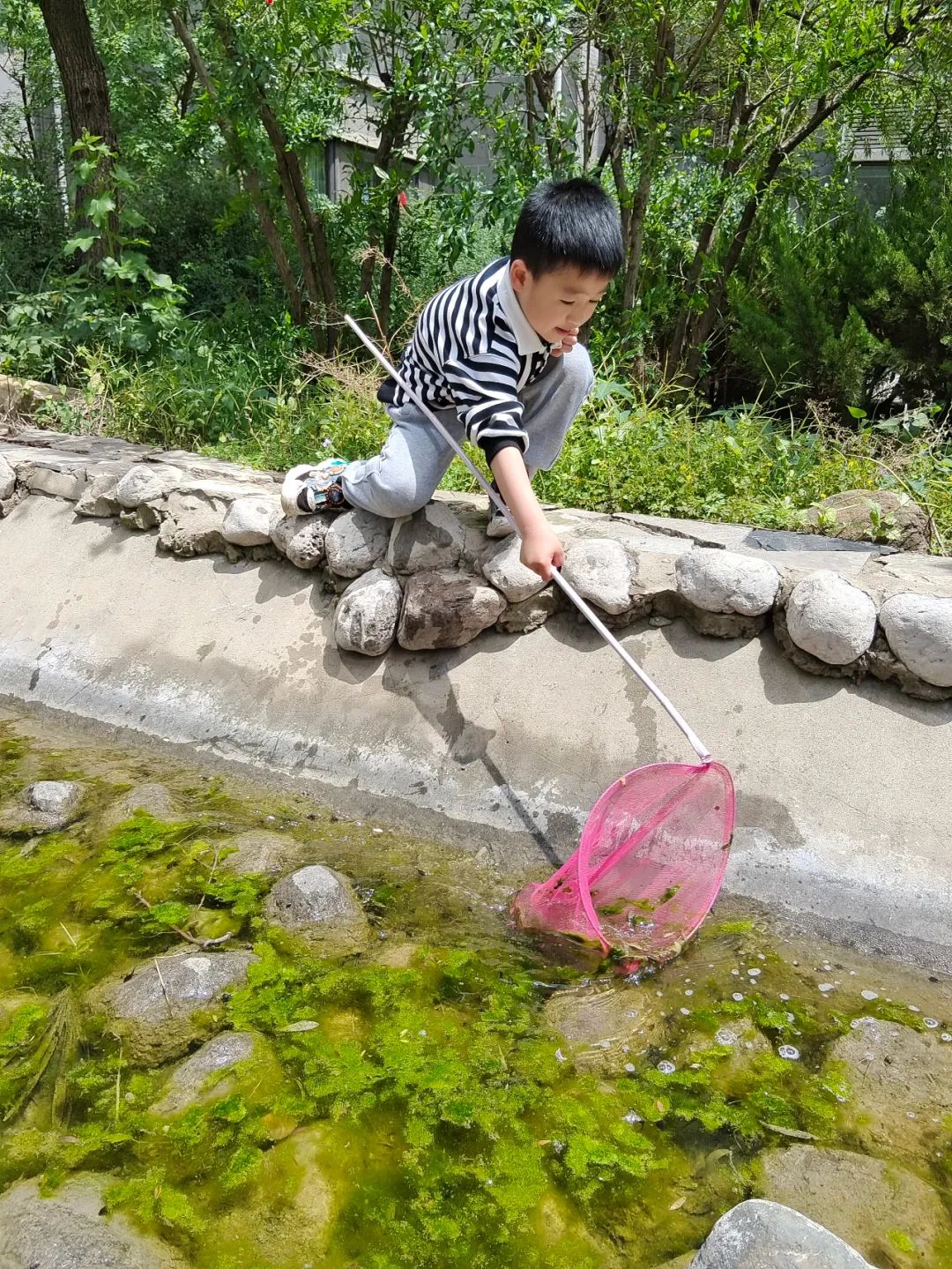 新绛县幼儿园【中四班班本课程】遇见蝌蚪