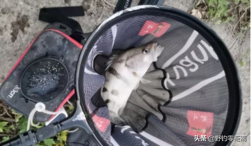 台钓如何钓到鳜鱼?不仅看缘分,还得碰运气