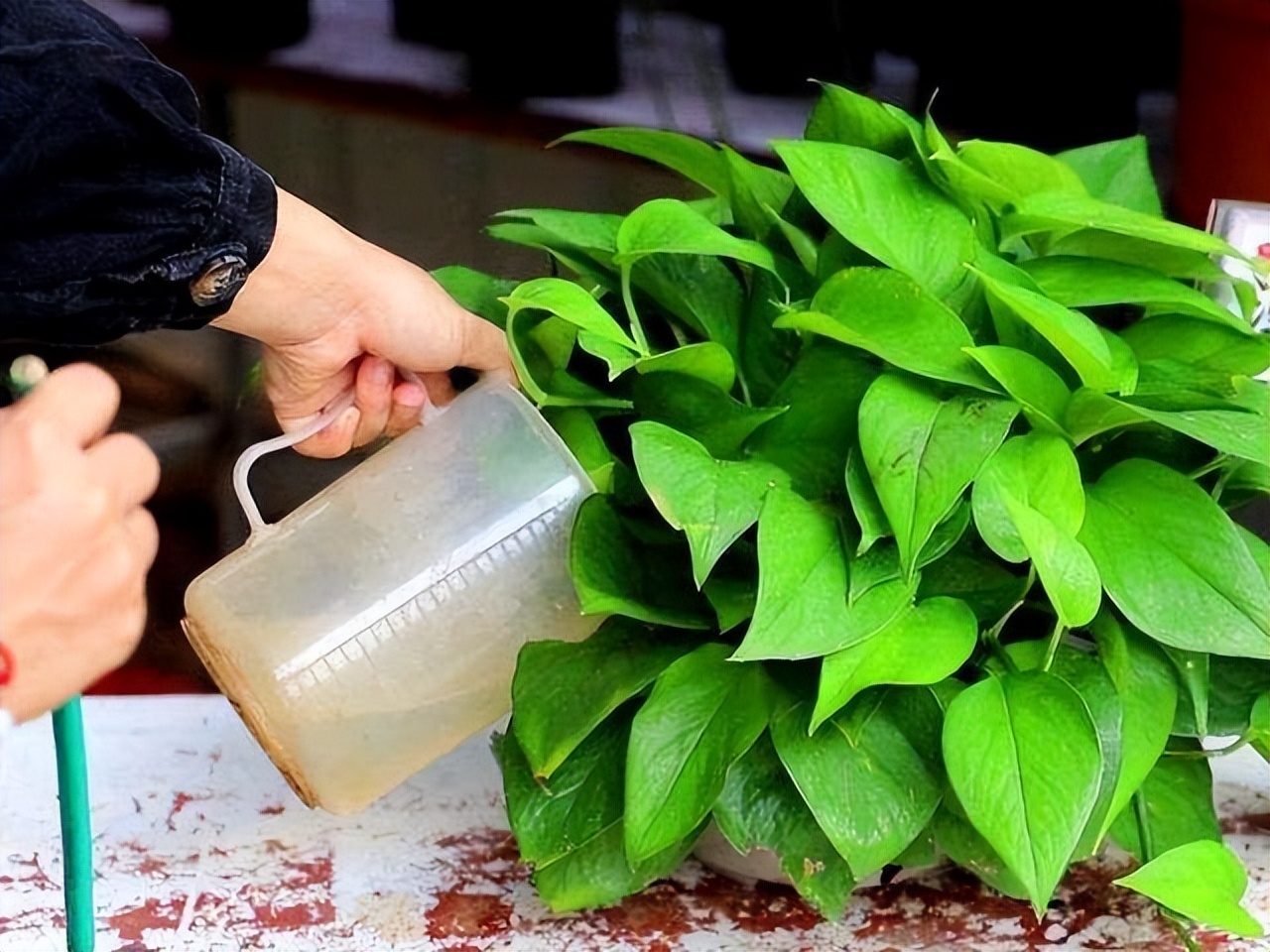 花多多2号浇花的比例,花多多1号浇花多久见效